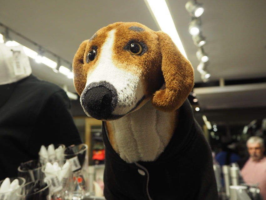 beagle-new-york